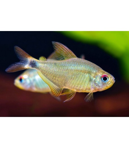 KITTY TETRA