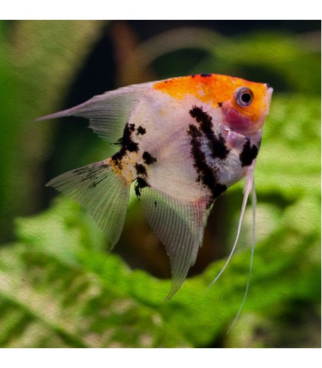 RED DEVIL ANGELFISH 