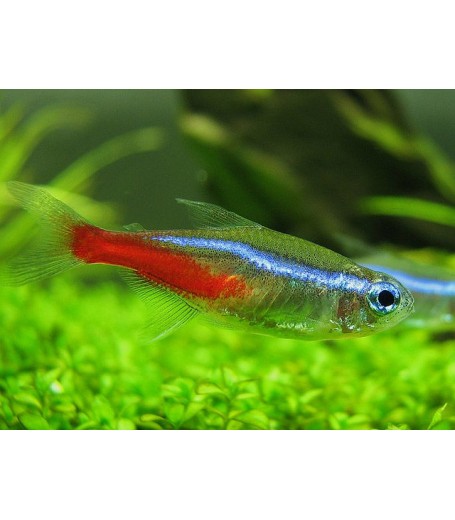 NEON TETRA