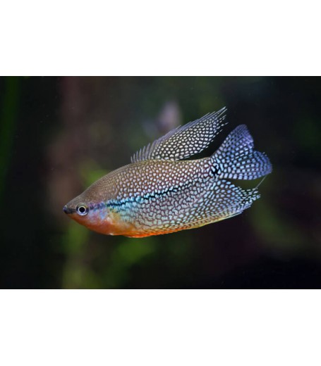PEARL GOURAMI 