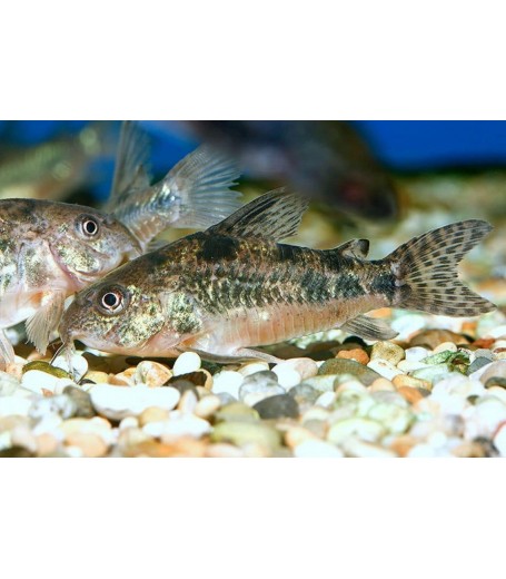 PEPERED CORYDORAS