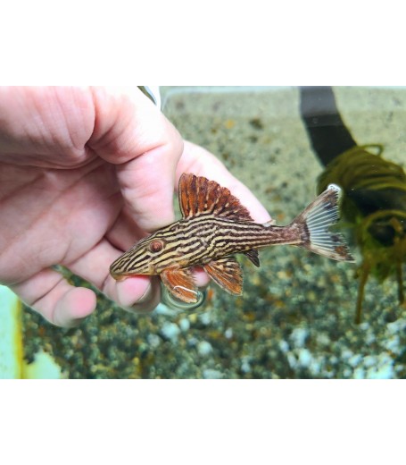 L27B XINGU ROYAL PLECO