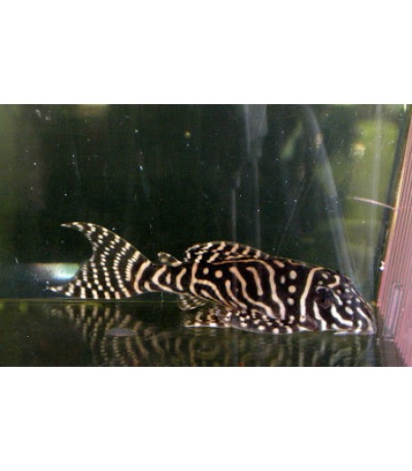 L333 KING TIGER PLECO