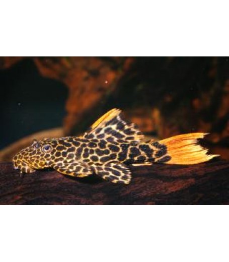 L600 LEOPARD CACTUS PLECO