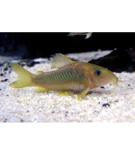 PERU GOLD CORYDORAS