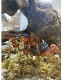 RAINBOW CRAB