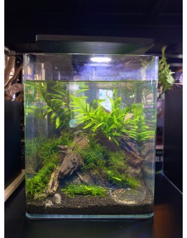 AQUALEISURE SCAPE A034 (SHRIMP TANK)