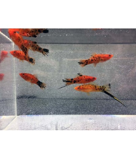 RED CALICO SWORDTAIL