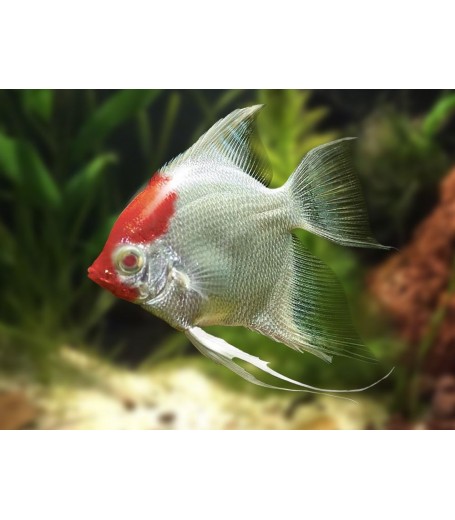 RED CAP ANGELFISH 