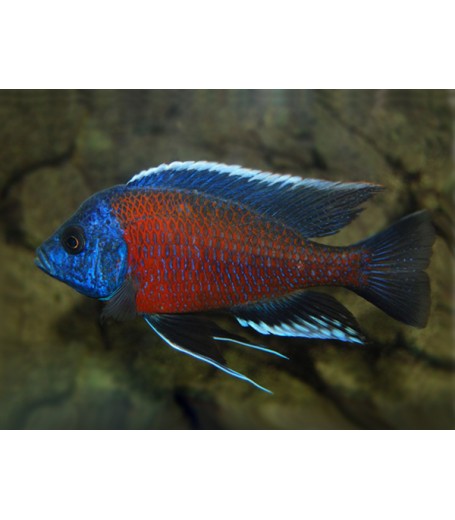 RED FIN HAP 