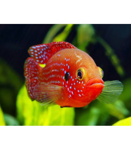 RED JEWEL CICHLID 