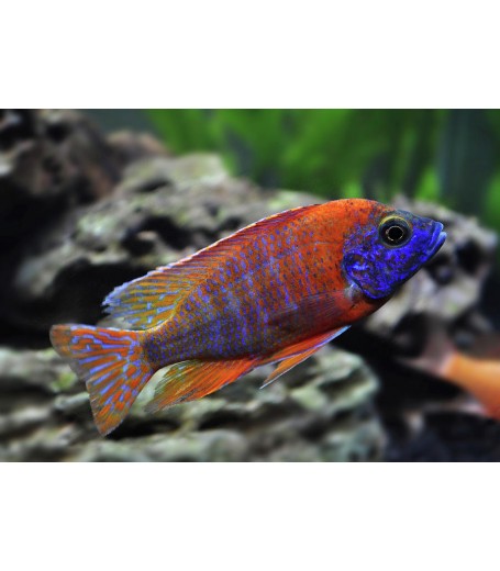 RED PEACOCK CICHLID