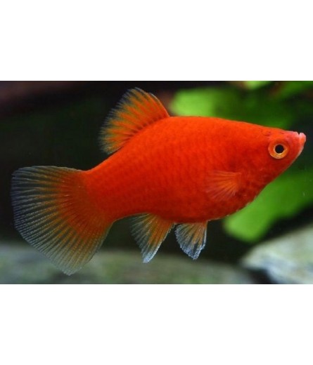 RED PARROT PLATY 