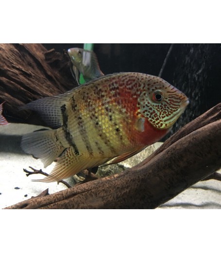 RED TIGER SEVERUM CICHLID