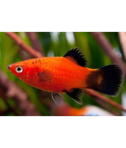 RED WAG PLATY 