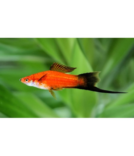 RED WAGTAIL SWORDTAIL 