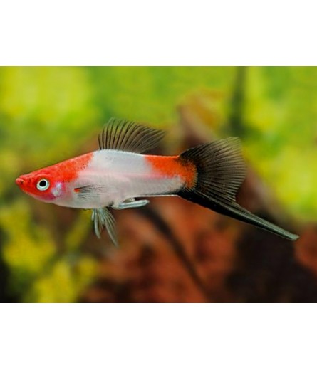 RED WHITE SWORDTAIL 