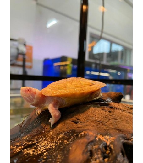 ALBINO RED EARED SLIDER