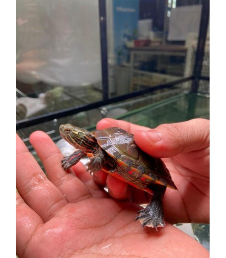 CHINESE STRIPED-NECKED TURTLE