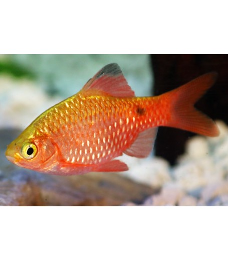 ROSY BARB 