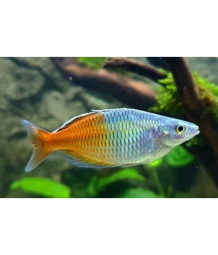 RAINBOW FISH (6)