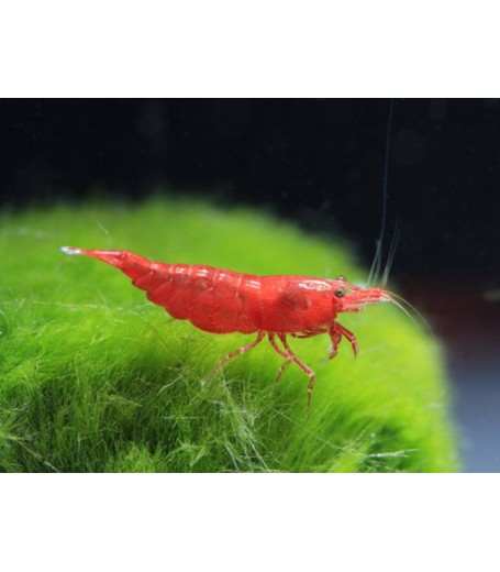 SAKURA SHRIMP