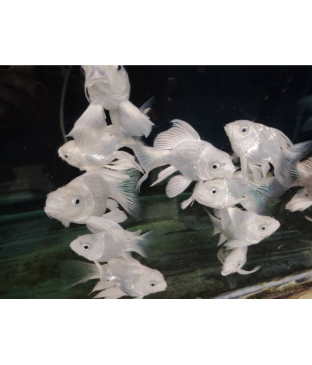SHORT BODY SLIVER BUTTERFLY KOI