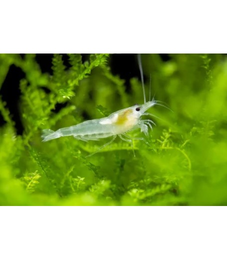SNOWBALL SHRIMP