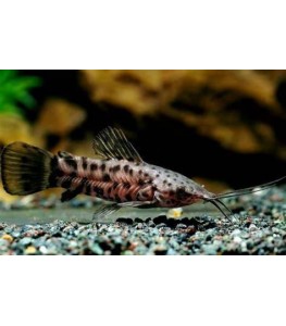 SPOTTED HOPLO CATFISH
