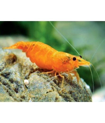 SUNKIST SHRIMP 