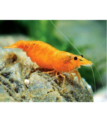 SUNKIST SHRIMP 