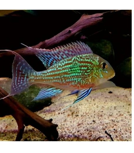 SVENI EARTHEATER CICHLID PARANA