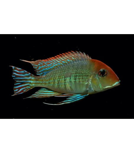 TAPAJOS ORANGE HEAD