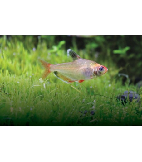 GREEN SERPAE TETRA