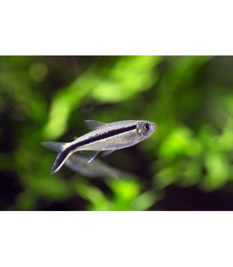 PENGUIN TETRA