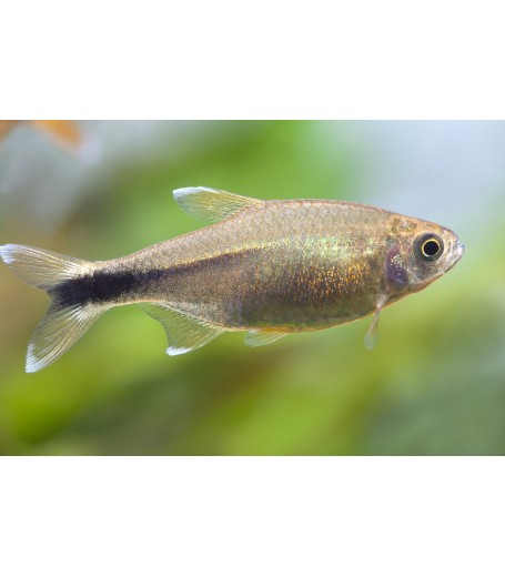 SILVER TIP TETRA