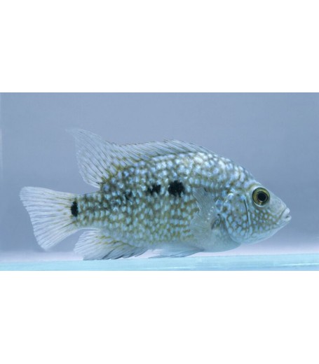 TEXAS CICHLID 