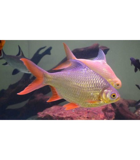 TIN FOIL BARB RED TAIL