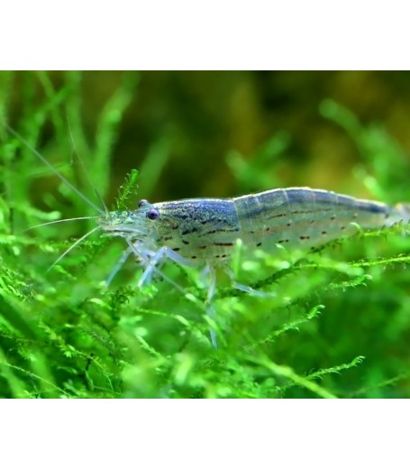 YAMATO SHRIMP 