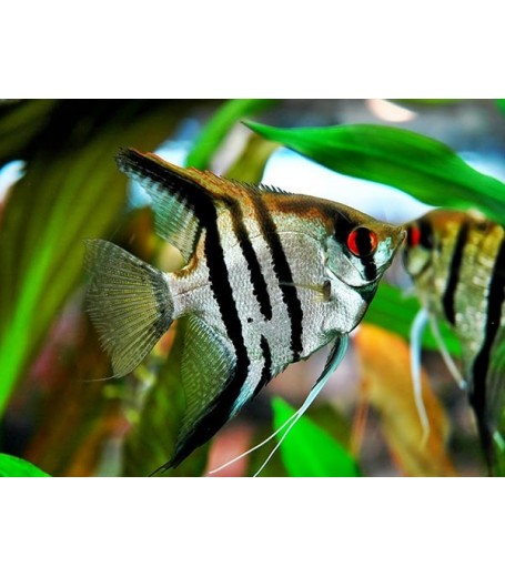 ZEBRA ANGELFISH 