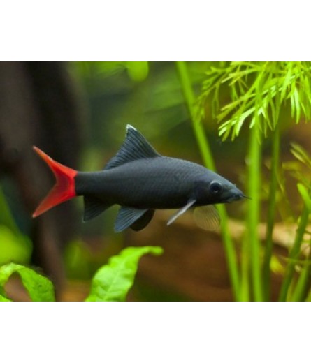 RED TAIL BLACK SHARK