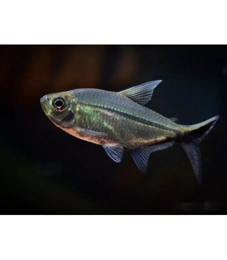 COSTAE TETRA