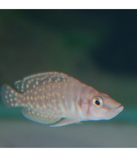 LAMP CALVUS