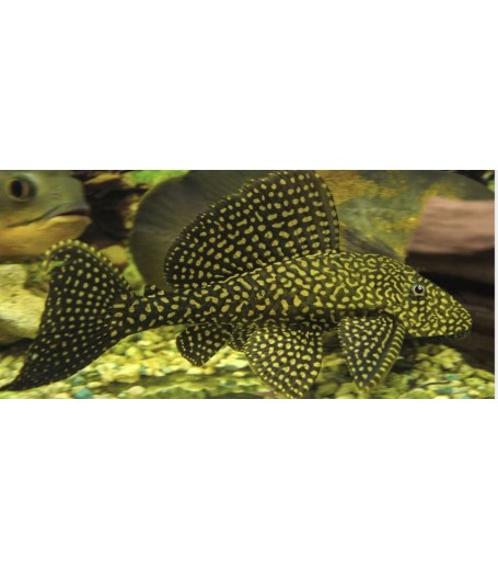 LEOPARD SPOT HIGH FIN PLECOSTOMUS 