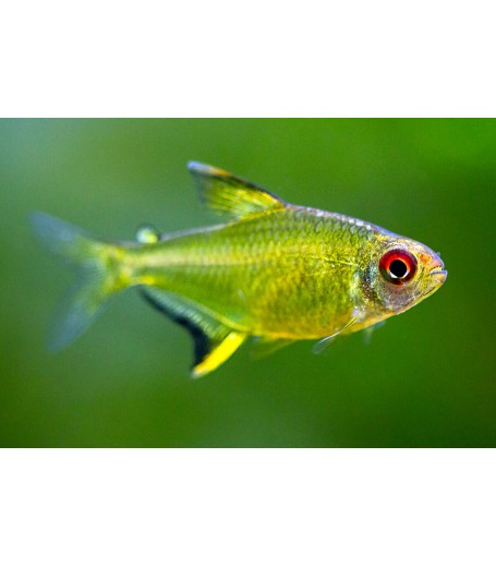 LEMON TETRA